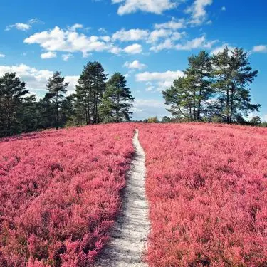 Lyng er ikke bare lyng